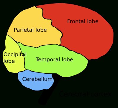 Human Brain Parts Name List Of Regions In The Human Brain Wikipedia
