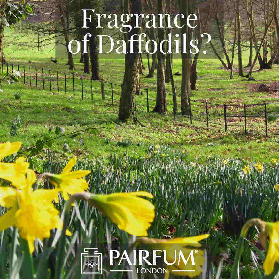 Scent Of Daffodils Windsor Great Park