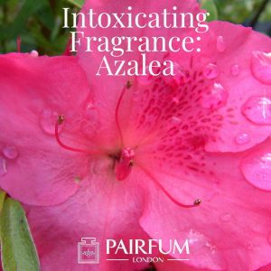 Azalea Intoxicating Fragrance Windsor Park under the influence