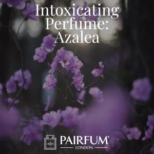 Azalea Intoxicating Perfume Windsor Park under the influence