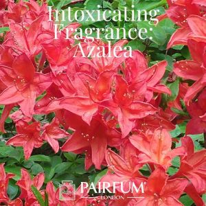 Intoxicating Fragrance Azalea Windsor Park under the influence