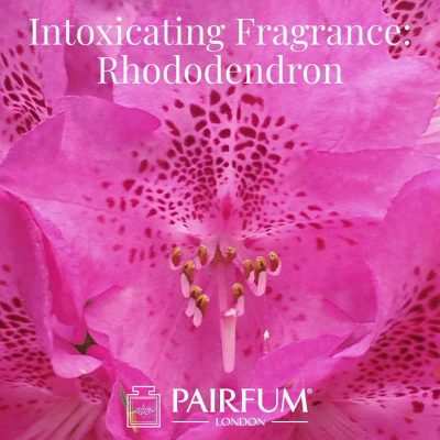 Intoxicating Fragrance Rhododendron Windsor Park under the influence