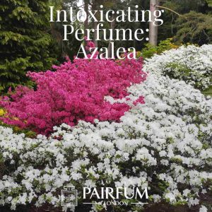 Intoxicating Perfume Azalea Windsor Park under the influence
