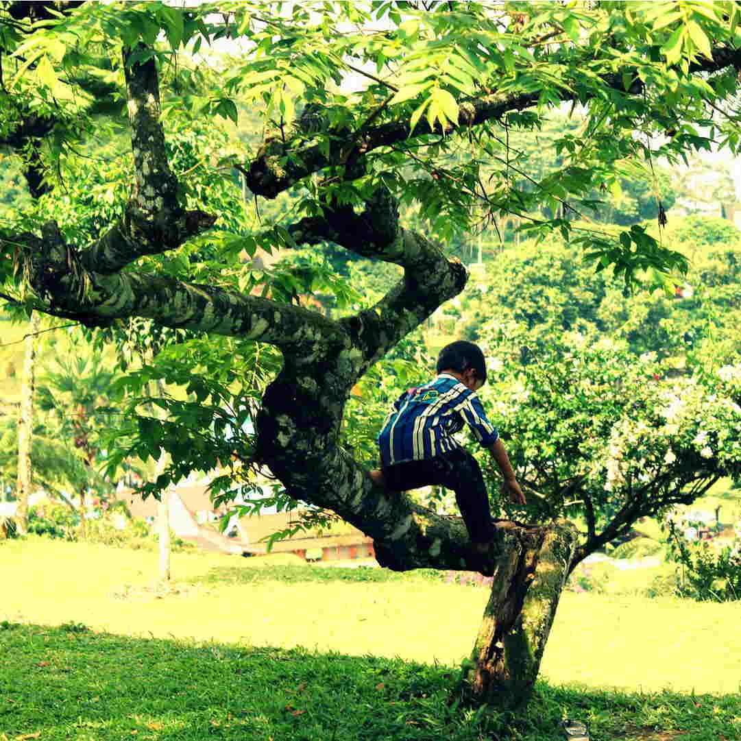Kates Garden Child Climbing A Tree