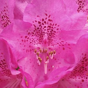 Rhododendron Azalea Windsor Park Fragrance Intoxicating Walk 11