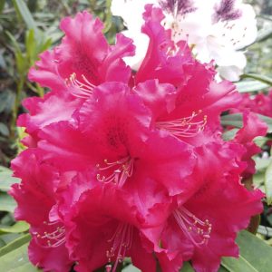 Rhododendron Azalea Windsor Park Fragrance Intoxicating Walk 16
