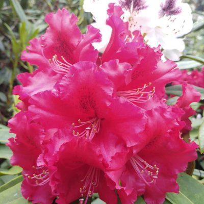 Rhododendron Azalea Windsor Park Fragrance Intoxicating Walk 16