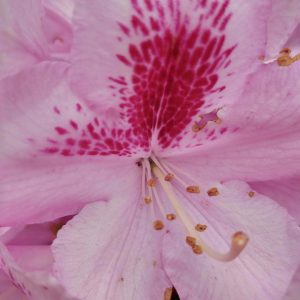 Rhododendron Azalea Windsor Park Fragrance Intoxicating Walk 19