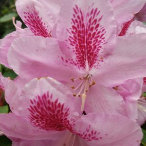 Rhododendron Azalea Windsor Park Fragrance Intoxicating Walk 21