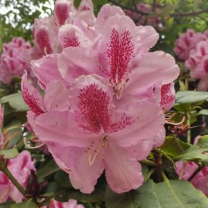 Rhododendron Azalea Windsor Park Fragrance Intoxicating Walk 22