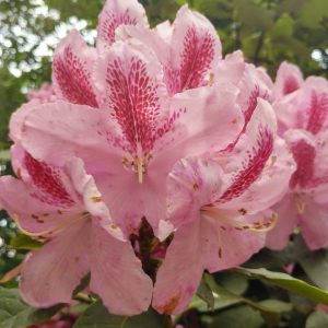 Rhododendron Azalea Windsor Park Fragrance Intoxicating Walk 23