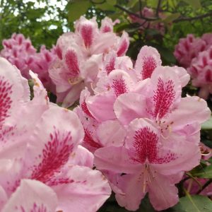 Rhododendron Azalea Windsor Park Fragrance Intoxicating Walk 24