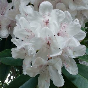 Rhododendron Azalea Windsor Park Fragrance Intoxicating Walk 28
