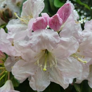 Rhododendron Azalea Windsor Park Fragrance Intoxicating Walk 29