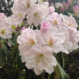 Rhododendron Azalea Windsor Park Fragrance Intoxicating Walk 31