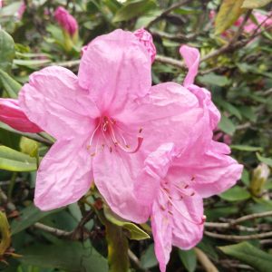 Rhododendron Azalea Windsor Park Fragrance Intoxicating Walk 32