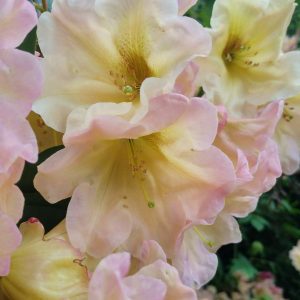 Rhododendron Azalea Windsor Park Fragrance Intoxicating Walk 35