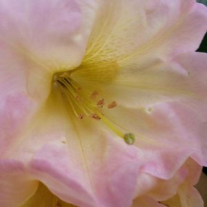 Rhododendron Azalea Windsor Park Fragrance Intoxicating Walk 37