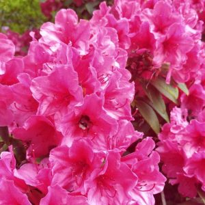 Rhododendron Azalea Windsor Park Fragrance Intoxicating Walk 38