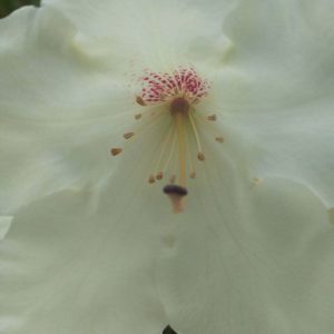 Rhododendron Azalea Windsor Park Fragrance Intoxicating Walk 42