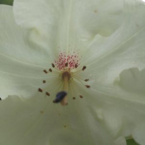 Rhododendron Azalea Windsor Park Fragrance Intoxicating Walk 49