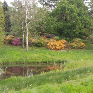 Rhododendron Azalea Windsor Park Fragrance Intoxicating Walk 55