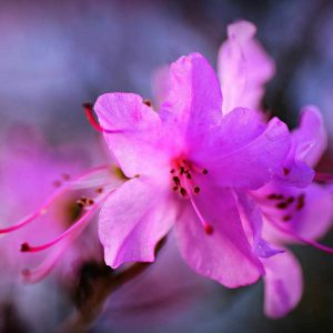 Rhododendron Azalea Windsor Park Fragrance Intoxicating Walk 60
