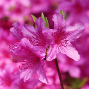 Rhododendron Azalea Windsor Park Fragrance Intoxicating Walk 61