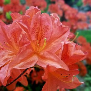 Rhododendron Azalea Windsor Park Fragrance Intoxicating Walk 63
