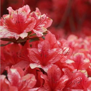Rhododendron Azalea Windsor Park Fragrance Intoxicating Walk 66