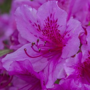 Rhododendron Azalea Windsor Park Fragrance Intoxicating Walk 67