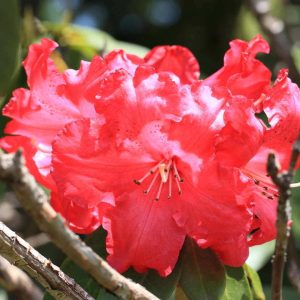 Rhododendron Azalea Windsor Park Fragrance Intoxicating Walk 69