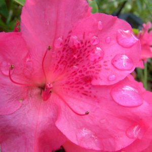 Rhododendron Azalea Windsor Park Fragrance Intoxicating Walk 70
