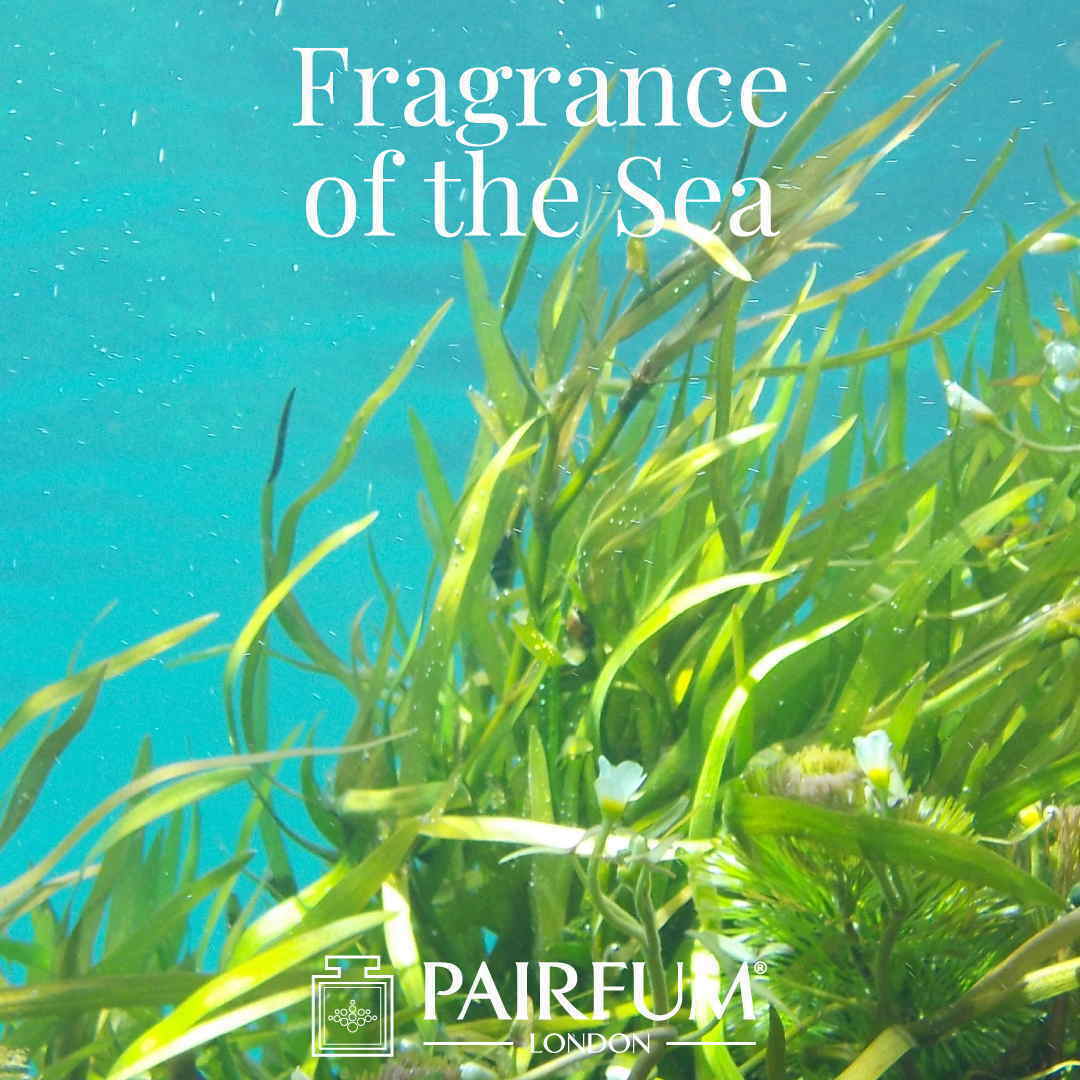 Sea Perfume Sex On The Beach Seaweed Algae