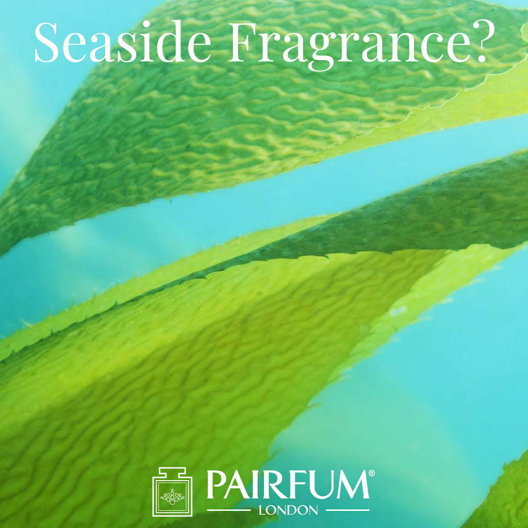 Sea Side Fragrance Sex On The Beach Kelp Algae