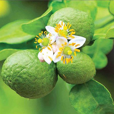 Citrus Fruit Bergamot Essential Oil Fragrance 6