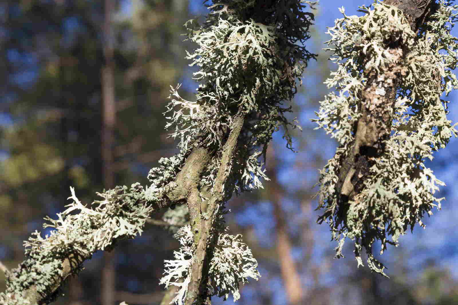 Pairfum Chypre Aromatic Woody Oak Moss Lichen Niche Perfume