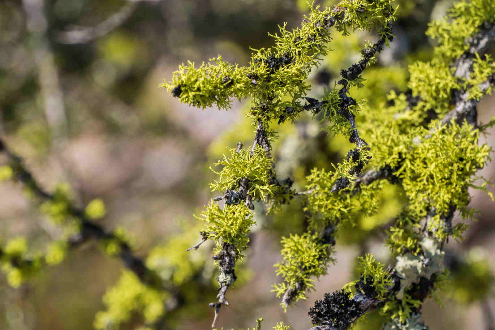 Pairfum London Chypre Aromatic Woody Oakmoss Lichen Natural Fragrance Oil