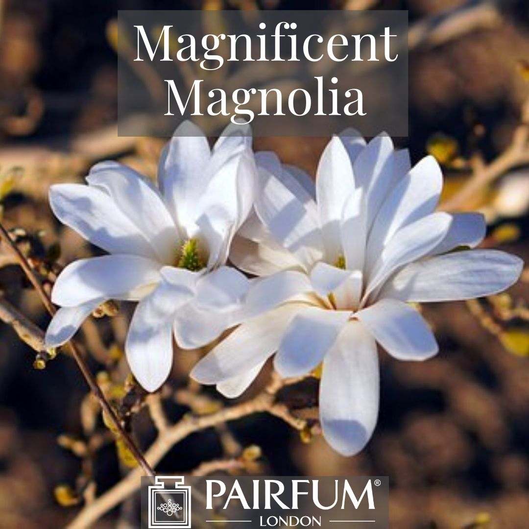 INSTAGRAM MAGNIFICENT MAGNOLIA