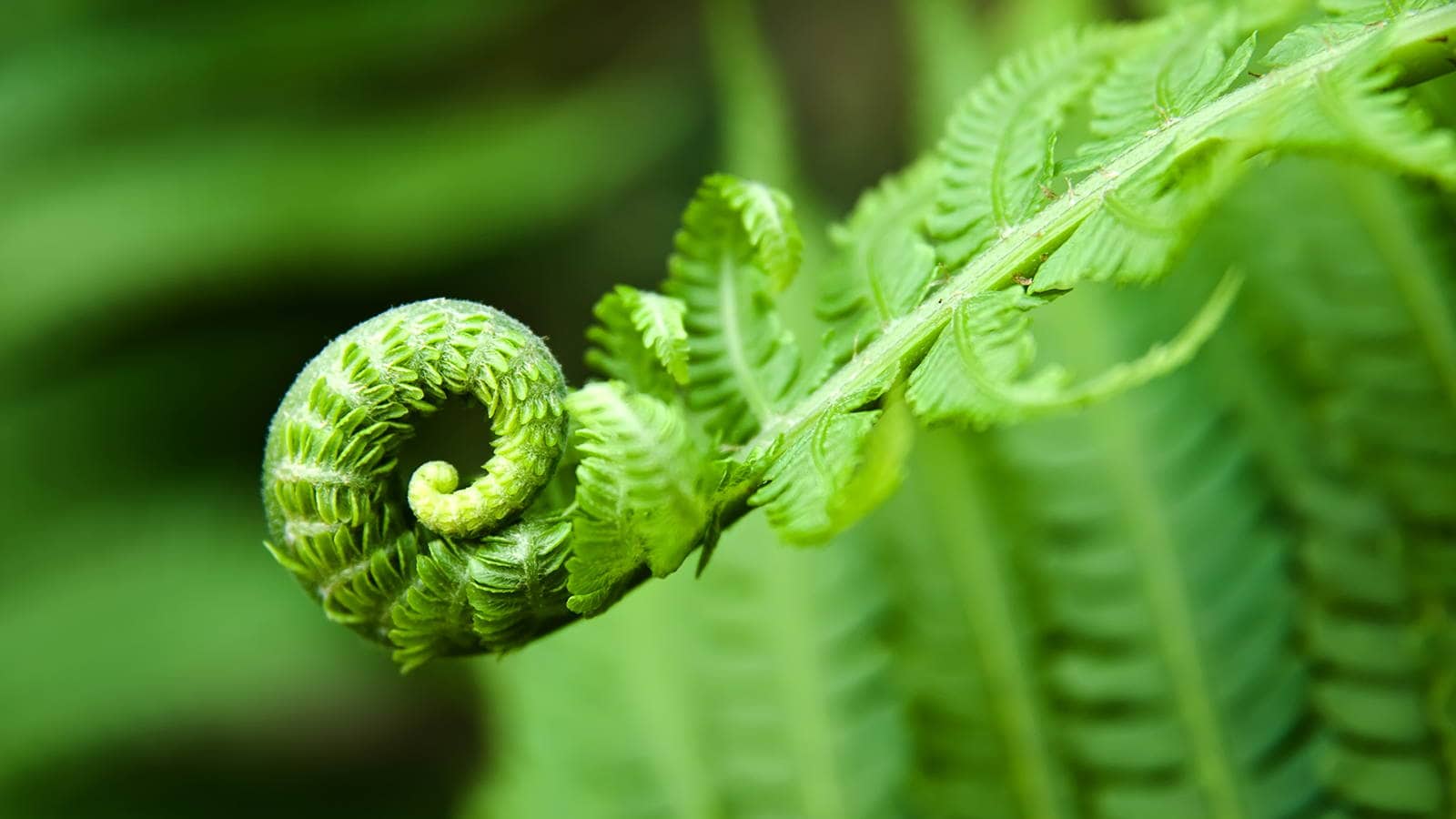 Evolution Meaning Fougere Perfumery Fern Fresh Green