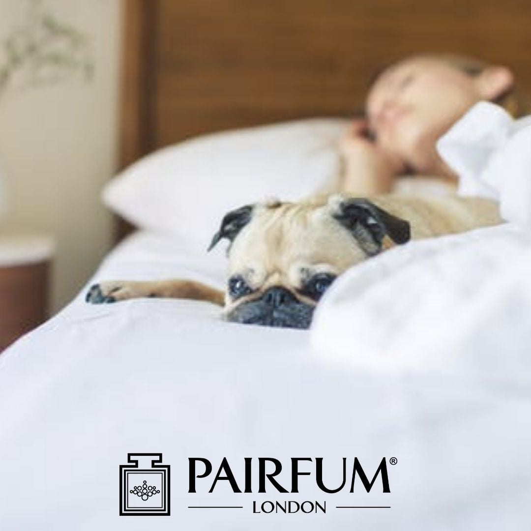 Dog And Woman Asleep On Bed