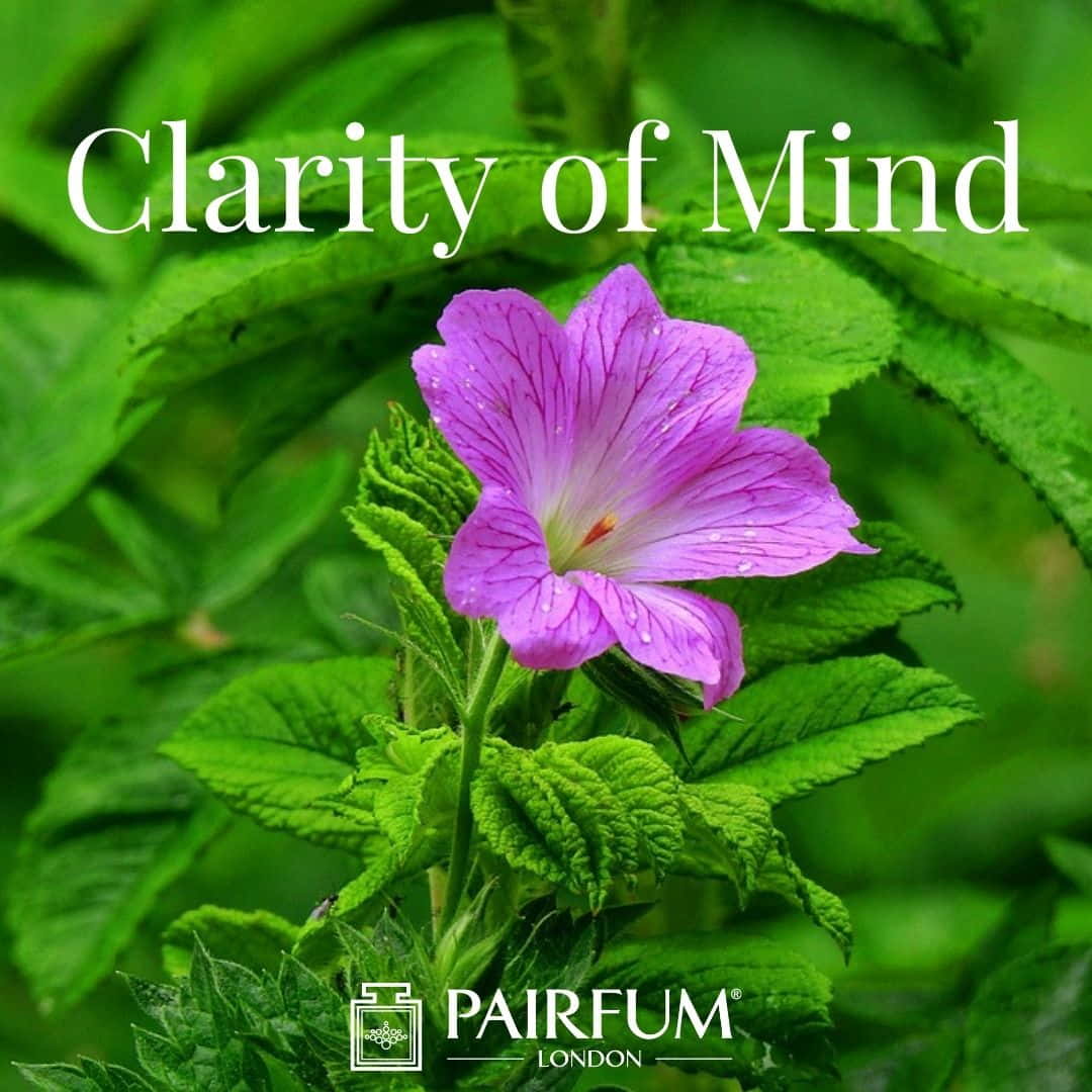 Essential Oil Diffuser Clarity Of Mind