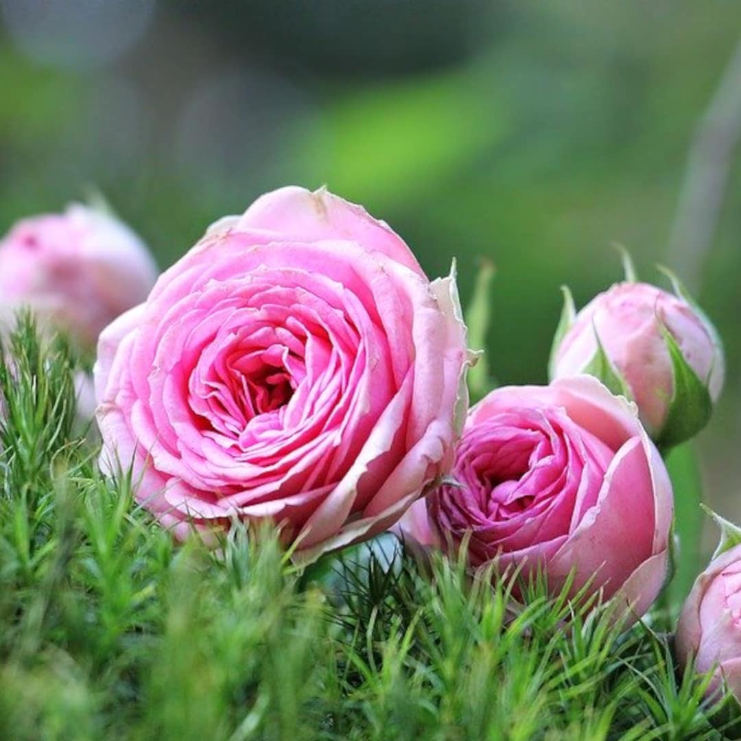 Natural Perfume Wild Pink Roses 1 1 