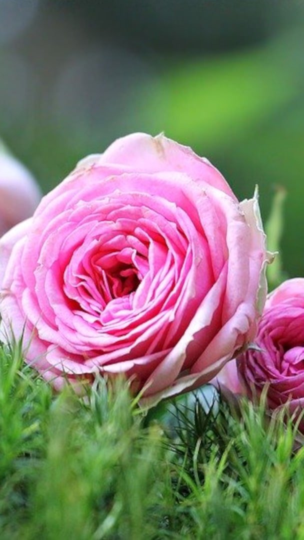 Natural Perfume Wild Pink Roses 9 16