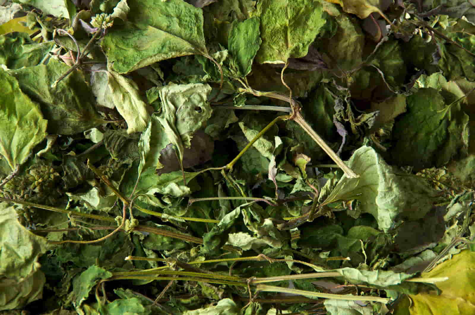 Pairfum London Scent Dried Patchouli Leaves