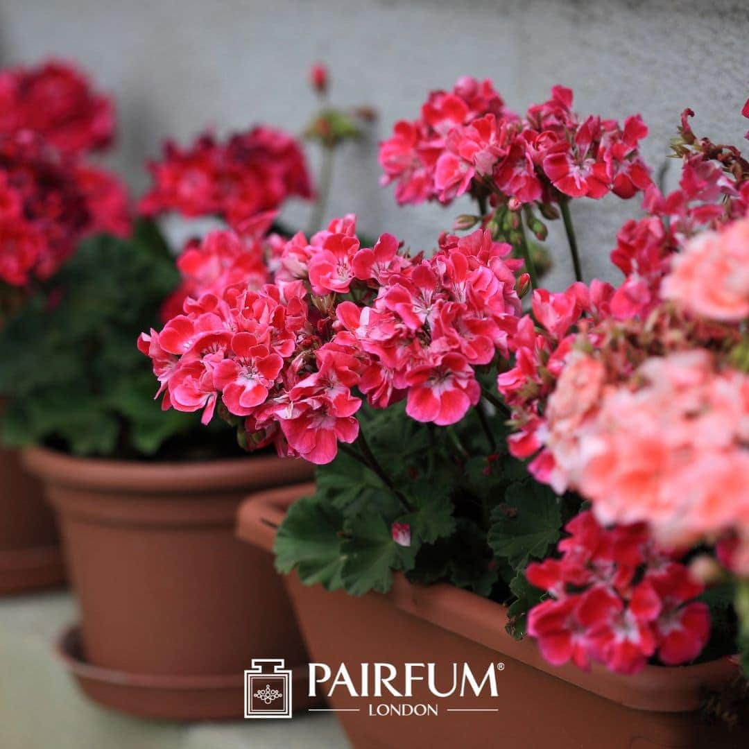 Geranium Flowers In Flower Pots