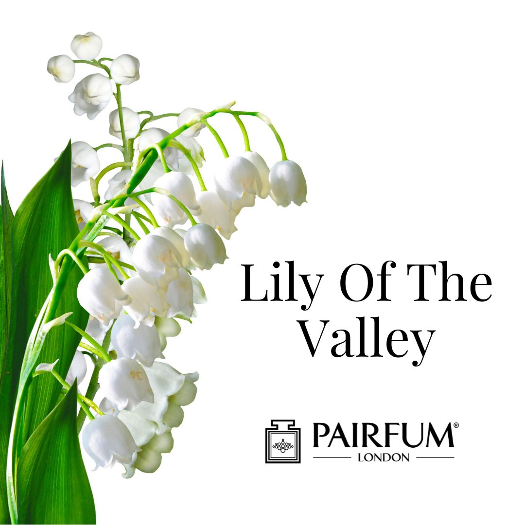 Lily Of The Valley Perfume Flowers Lily Valley Perfume Flowers