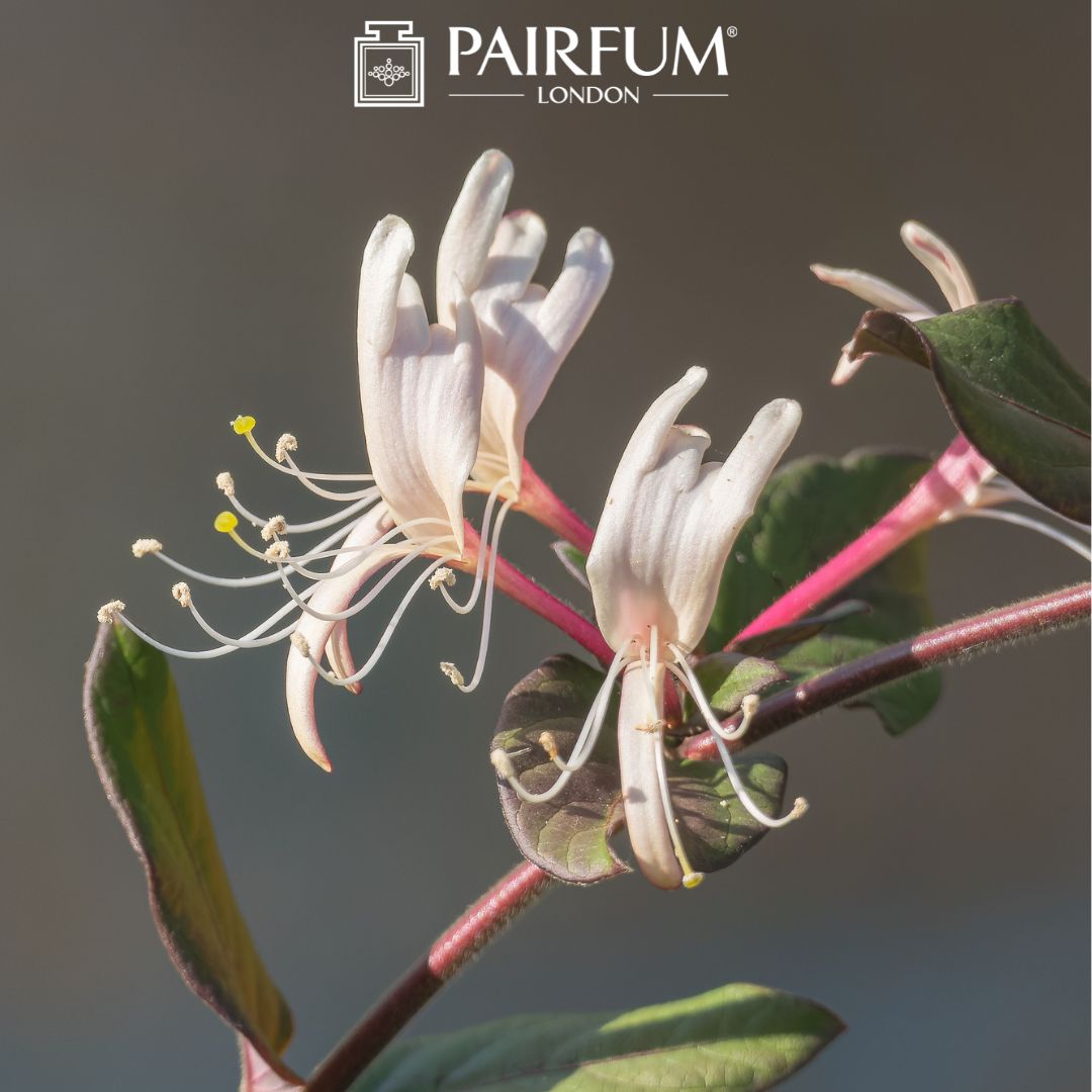 Honeysuckle Perfume Flower