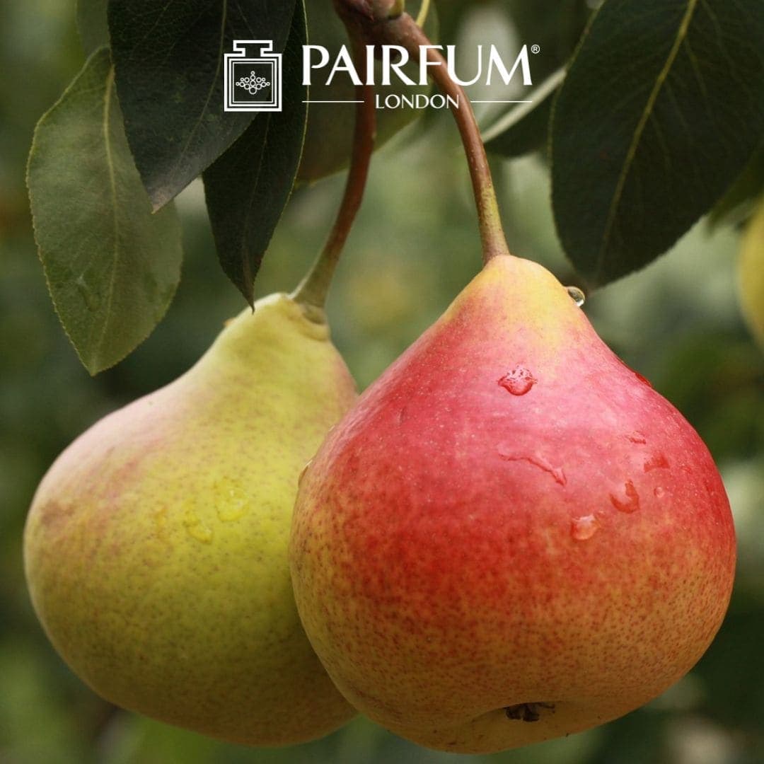 Pear Tree