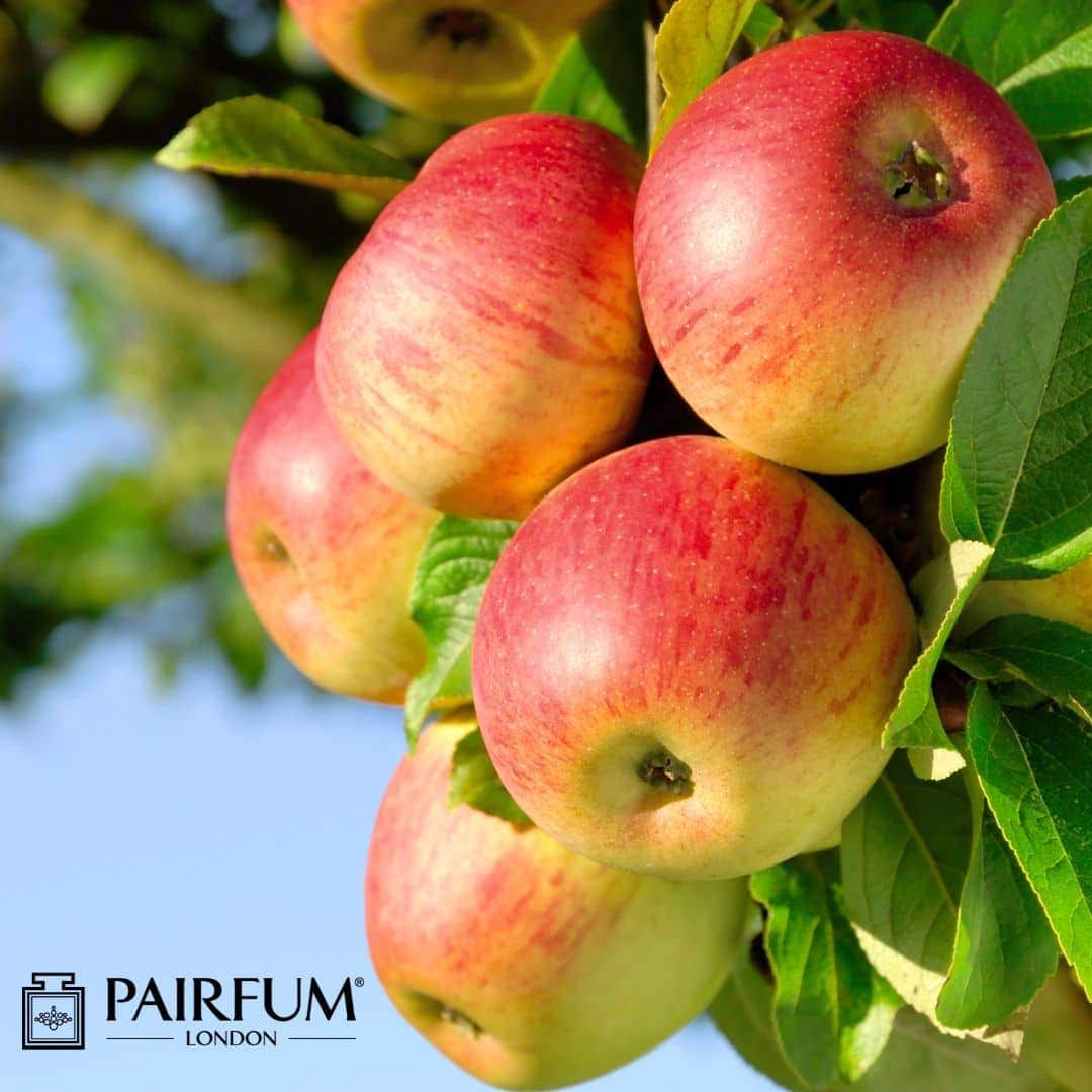 Crisp & Fresh Apple Perfume